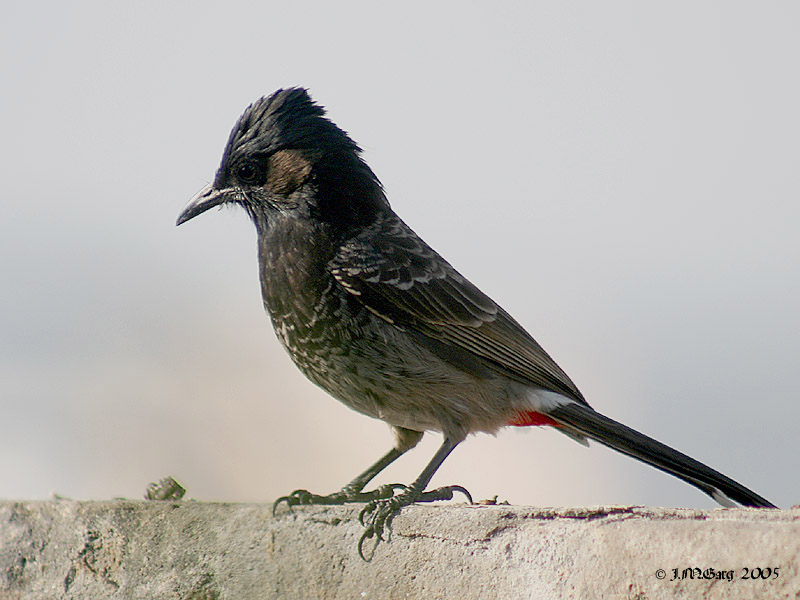 Bulbul (Family: Pycnonotidae) - Wiki; DISPLAY FULL IMAGE.