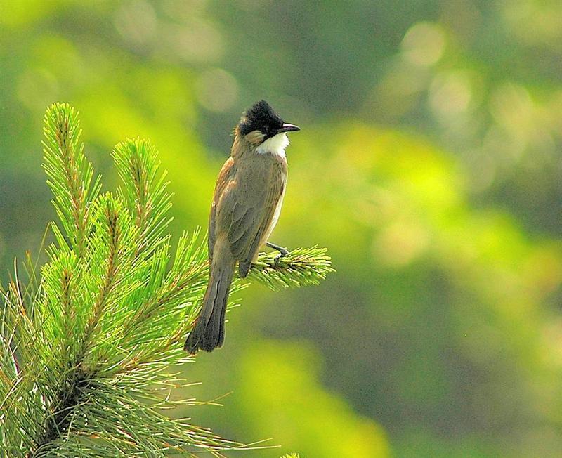 Brown-breasted Bulbul (Pycnonotus xanthorrhous) - Wiki; DISPLAY FULL IMAGE.
