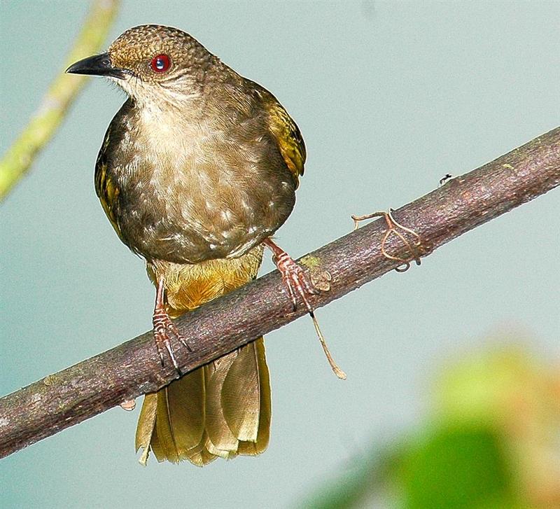 Olive-winged Bulbul (Pycnonotus plumosus) - Wiki; DISPLAY FULL IMAGE.