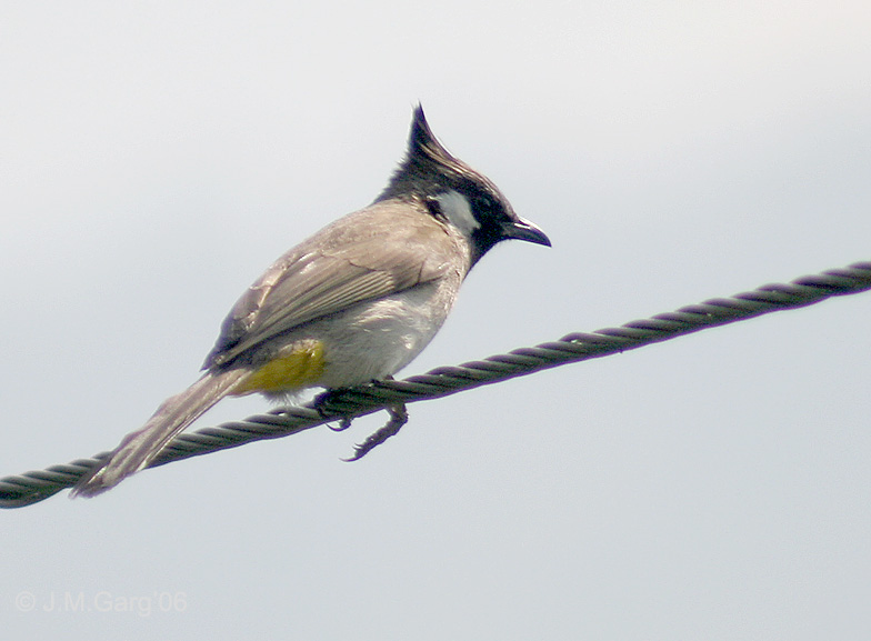 Himalayan Bulbul (Pycnonotus leucogenys) - Wiki; DISPLAY FULL IMAGE.