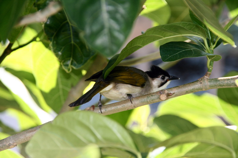 Taiwan Bulbul (Pycnonotus taivanus) - Wiki; DISPLAY FULL IMAGE.