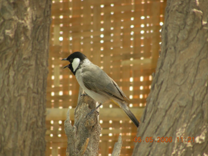 White-eared Bulbul (Pycnonotus leucotis) - Wiki; DISPLAY FULL IMAGE.