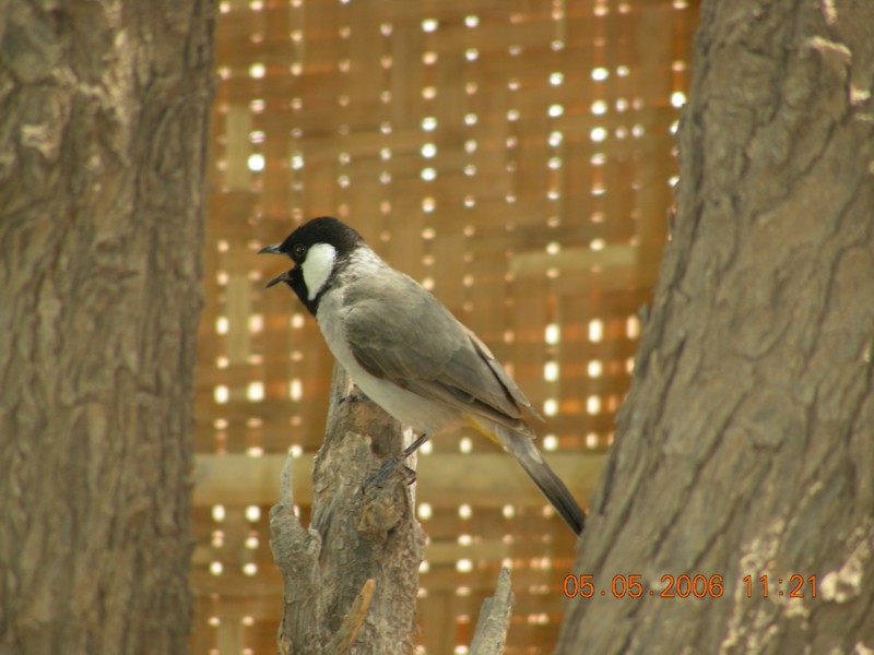 White-eared Bulbul (Pycnonotus leucotis) - Wiki; DISPLAY FULL IMAGE.