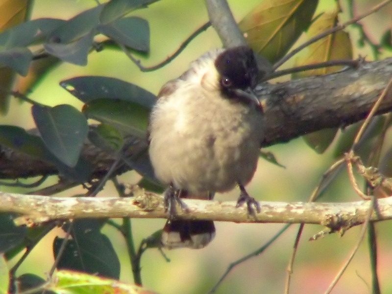 Sooty-headed Bulbul (Pycnonotus aurigaster) - Wiki; DISPLAY FULL IMAGE.