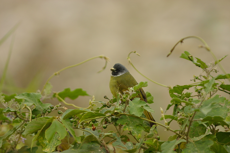 Collared Finchbill (Spizixos semitorques) - Wiki; DISPLAY FULL IMAGE.