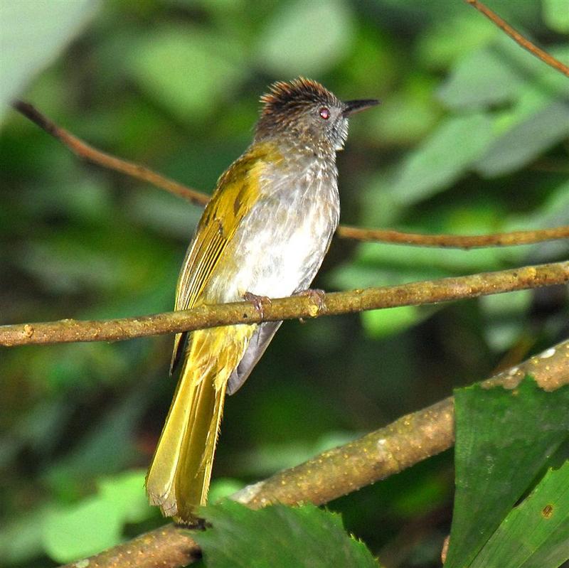 Mountain Bulbul (Hypsipetes mcclellandii) - Wiki; DISPLAY FULL IMAGE.