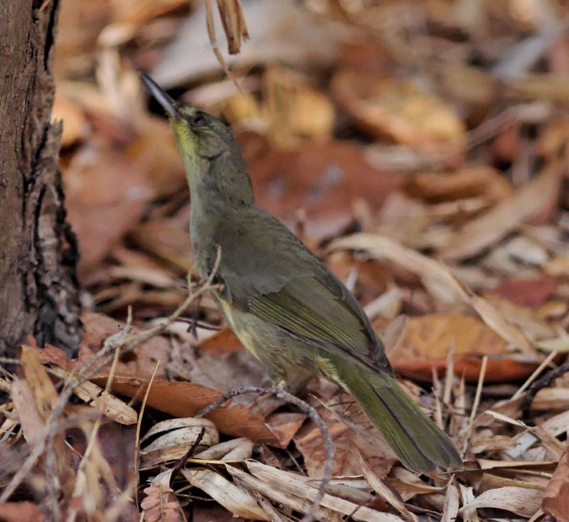 Long-billed Bernieria (Bernieria madagascariensis) - Wiki; DISPLAY FULL IMAGE.
