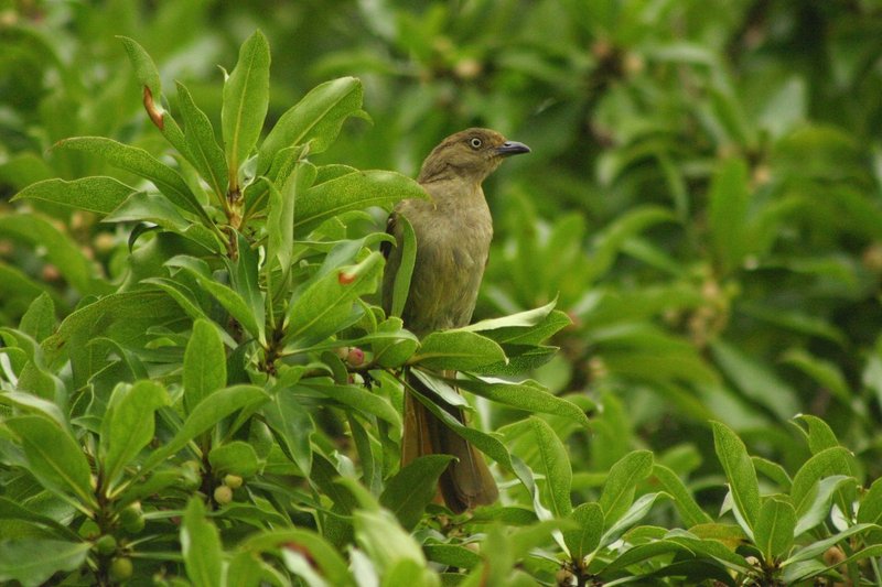 Sombre Greenbul (Andropadus importunus) - Wiki; DISPLAY FULL IMAGE.