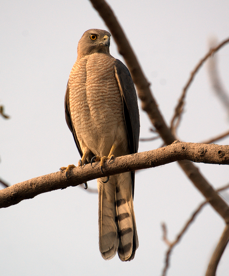 Shikra Hawk (Accipiter badius) - Wiki; DISPLAY FULL IMAGE.