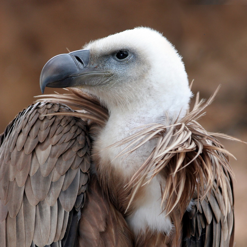 Vulture (Falconiformes Accipitridae (part); Ciconiiformes Cathartidae) - Wiki; DISPLAY FULL IMAGE.