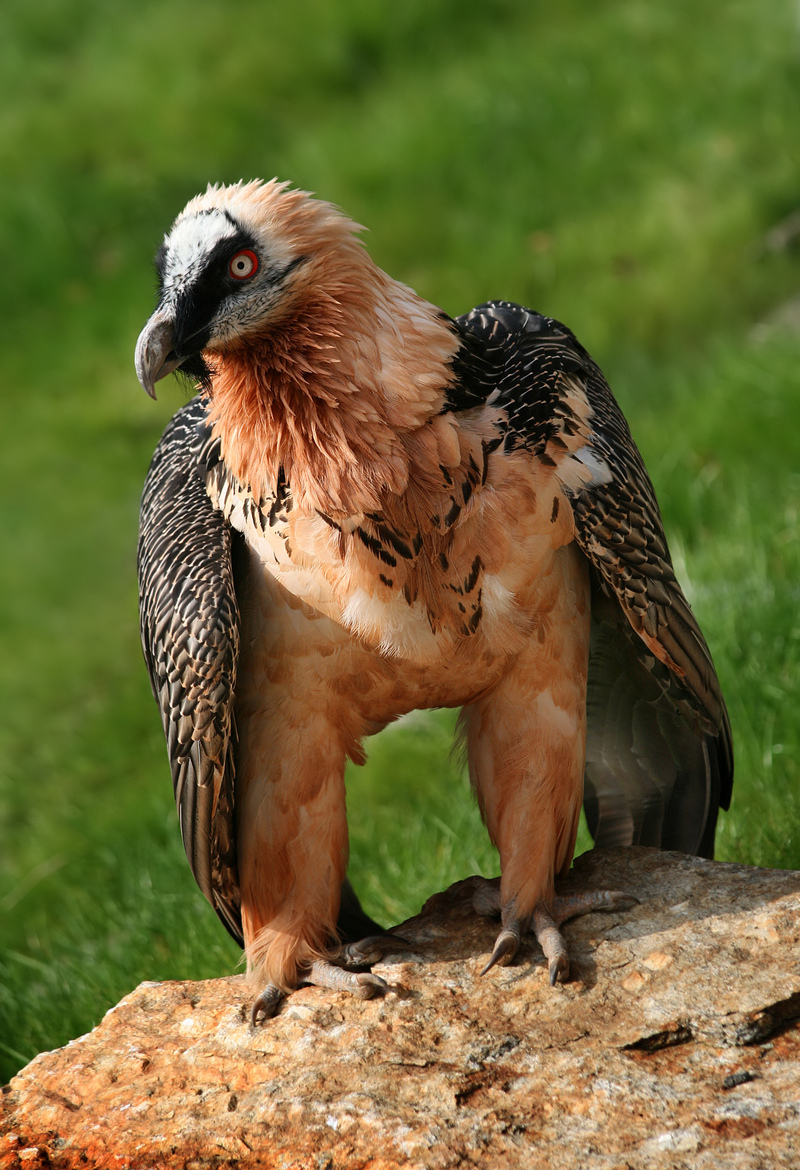 Lammergeier (Gypaetus barbatus) - Wiki; DISPLAY FULL IMAGE.