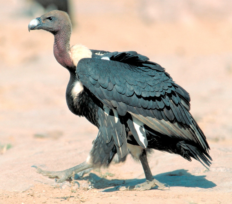 White-rumped Vulture (Gyps bengalensis); DISPLAY FULL IMAGE.