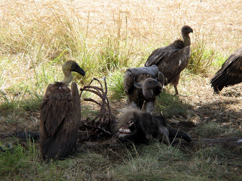 African White-backed Vulture (Gyps africanus) - Wiki; DISPLAY FULL IMAGE.