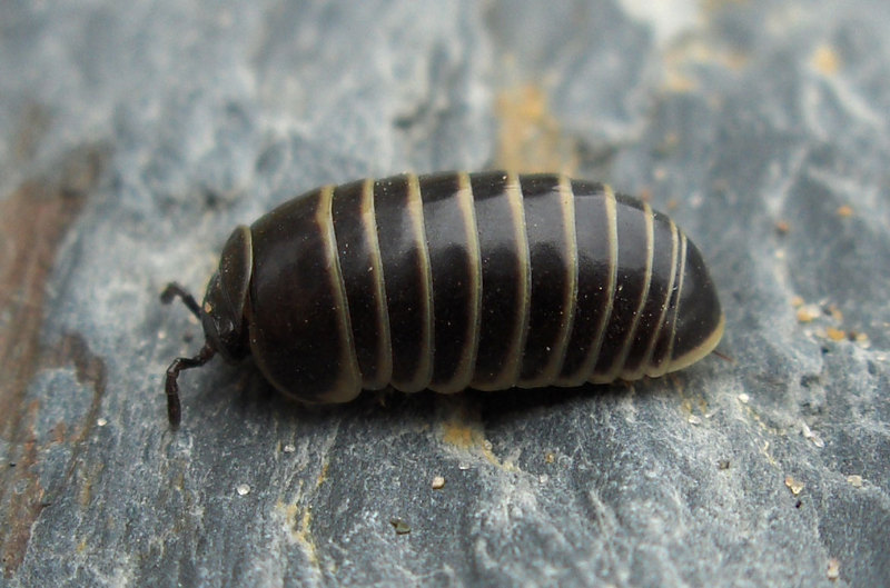 Pill Millipede (Glomeris marginata) - Wiki; DISPLAY FULL IMAGE.