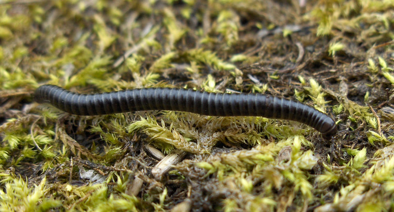 White-legged Snake Millipede (Tachypodoiulus niger) - Wiki; DISPLAY FULL IMAGE.