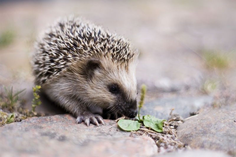 Hedgehog (Subfamily: Erinaceinae) - Wiki; DISPLAY FULL IMAGE.