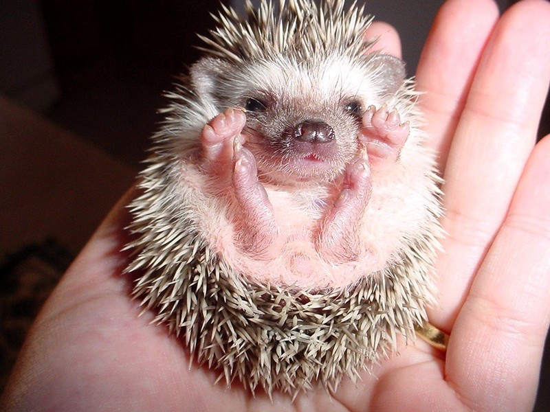 Desert Hedgehog (Paraechinus aethiopicus) - Wiki; DISPLAY FULL IMAGE.