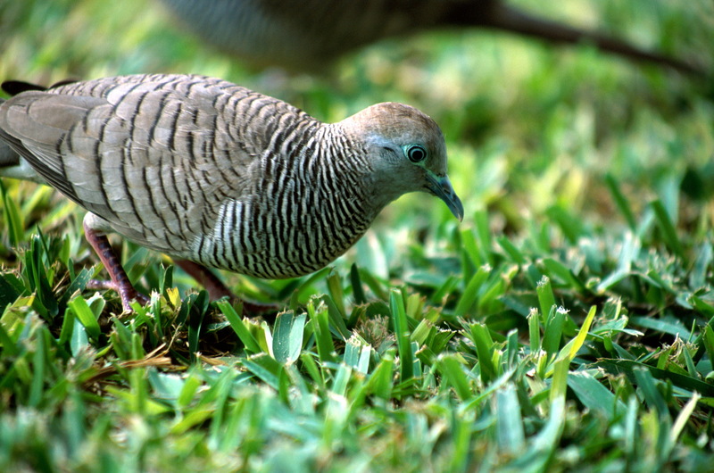 Peaceful Dove, Zebra Dove (Geopelia striata) - Wiki; DISPLAY FULL IMAGE.