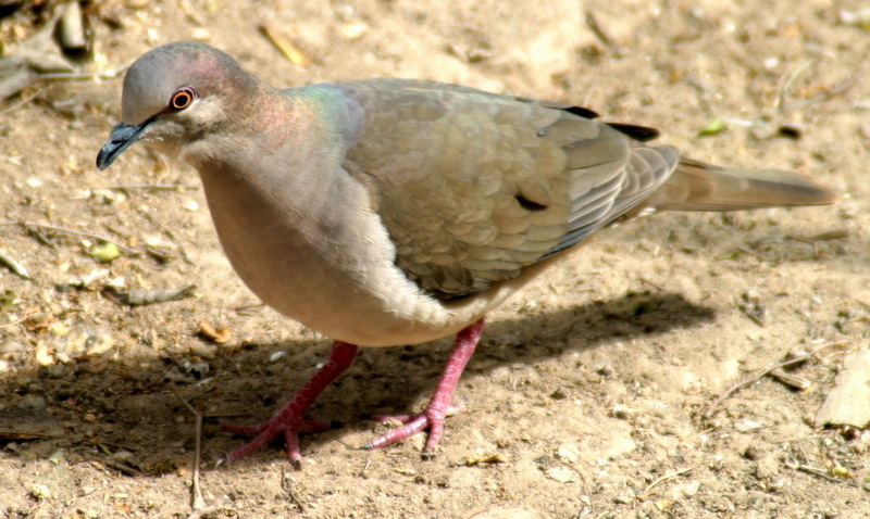 White-tipped Dove (Leptotila verreauxi) - Wiki; DISPLAY FULL IMAGE.