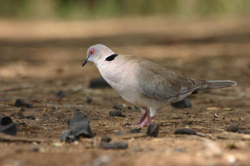 Ring-necked Dove, Cape Turtle Dove (Streptopelia capicola) - Wiki; DISPLAY FULL IMAGE.