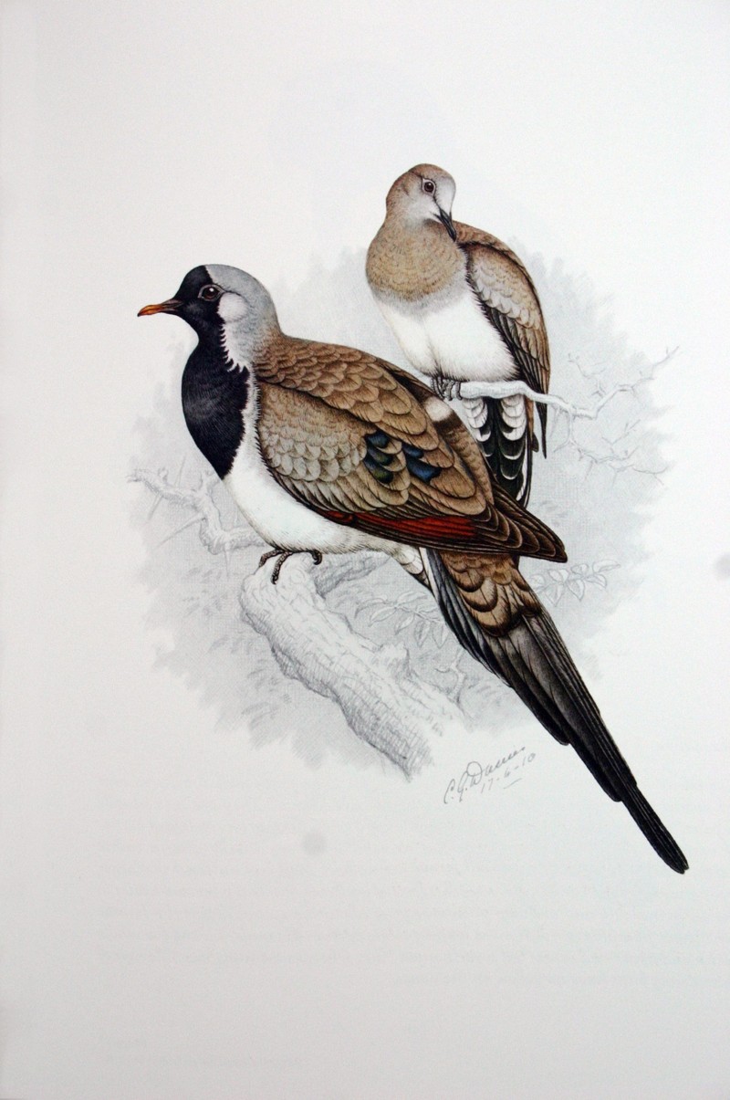 Namaqua Dove, Cape Dove (Oena capensis) - Wiki; DISPLAY FULL IMAGE.