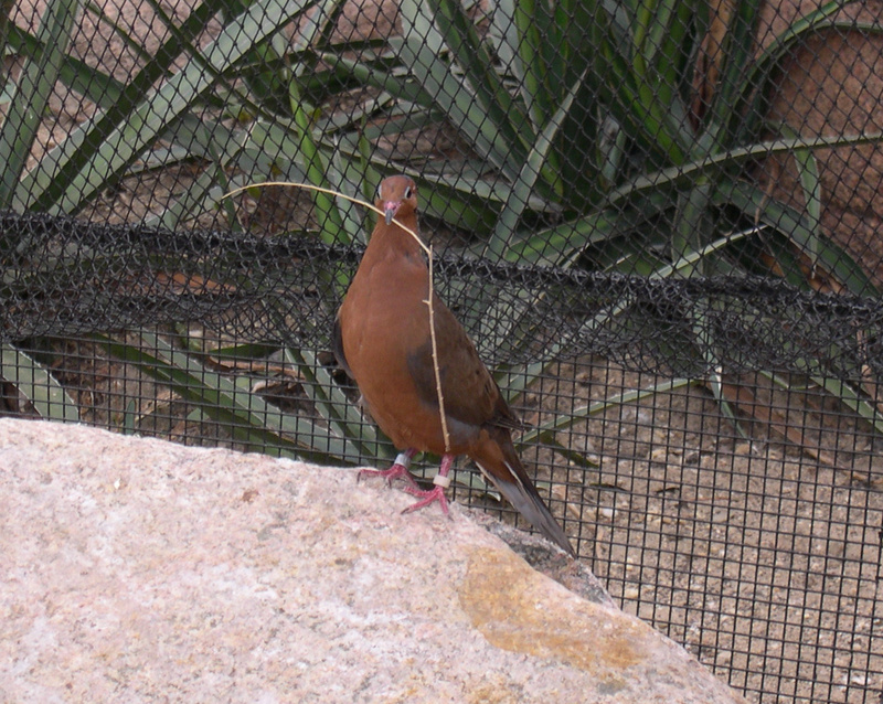 Socorro Dove (Zenaida graysoni) - Wiki; DISPLAY FULL IMAGE.