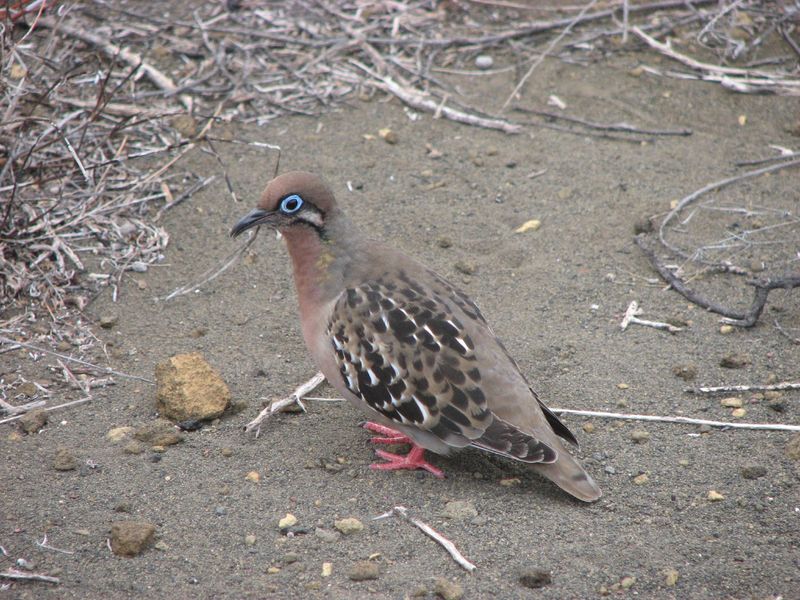 Galapagos Dove (Zenaida galapagoensis) - Wiki; DISPLAY FULL IMAGE.