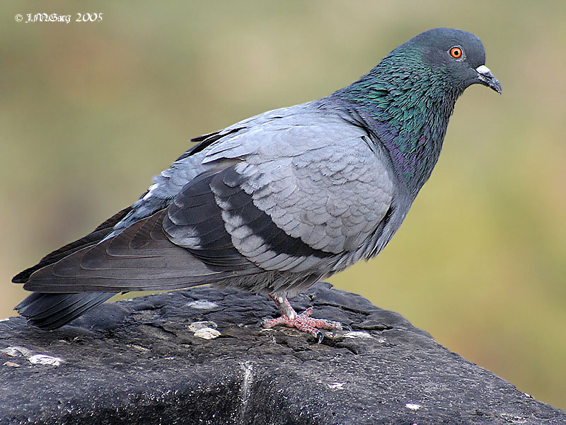 Rock Pigeon (Columba livia) - Wiki; DISPLAY FULL IMAGE.