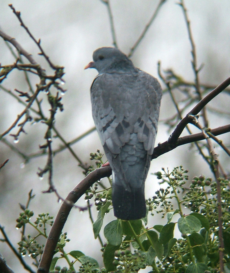 Stock Pigeon (Columba oenas) - Wiki; DISPLAY FULL IMAGE.