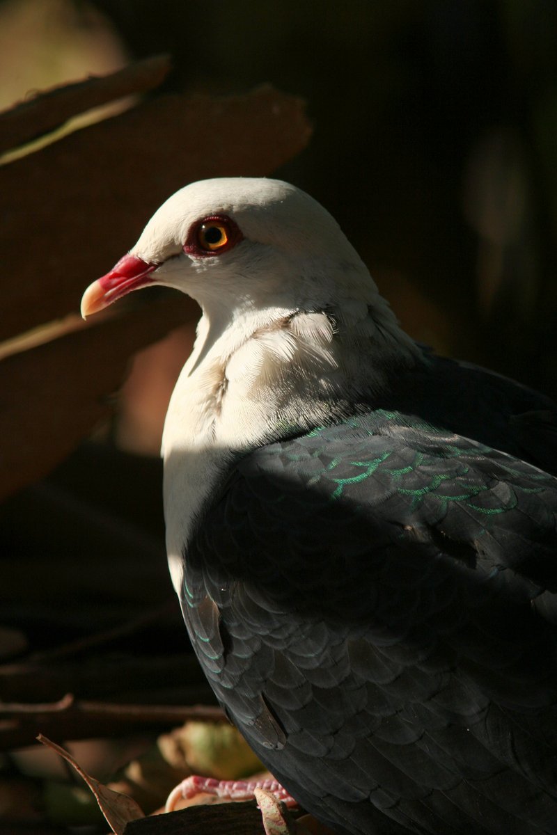 White-headed Pigeon (Columba leucomela) closeup; DISPLAY FULL IMAGE.