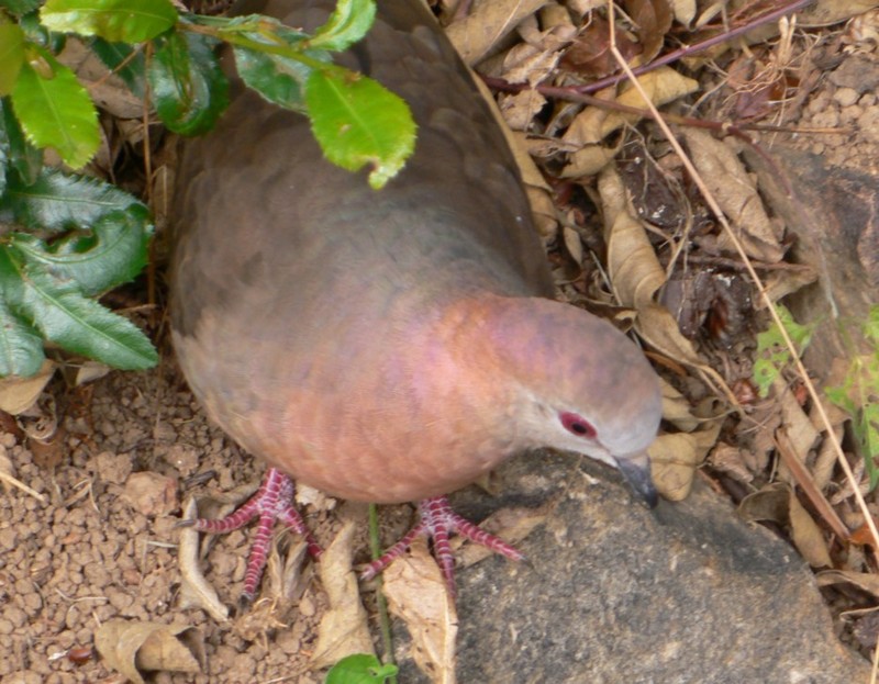 African Lemon-dove (Columba larvata) - Wiki; DISPLAY FULL IMAGE.