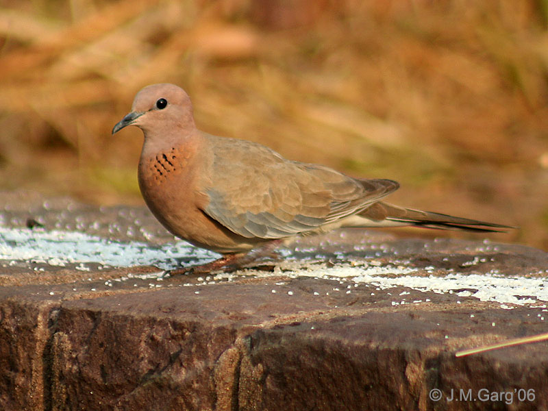 Genus Streptopelia (Family: Columbidae, Doves) - Wiki; DISPLAY FULL IMAGE.