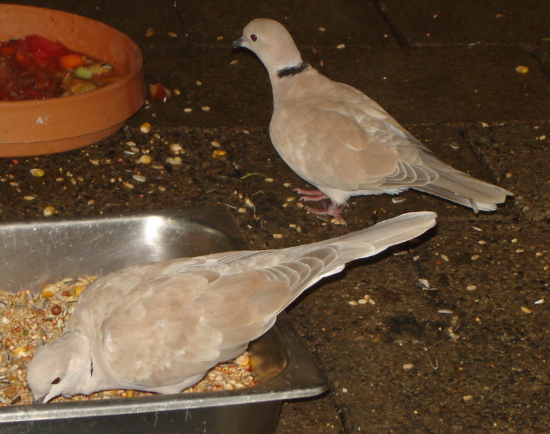 Barbary Dove (Streptopelia risoria) - Wiki; DISPLAY FULL IMAGE.