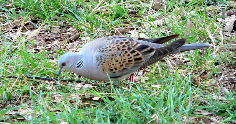 European Turtle Dove (Streptopelia turtur) - Wiki; DISPLAY FULL IMAGE.