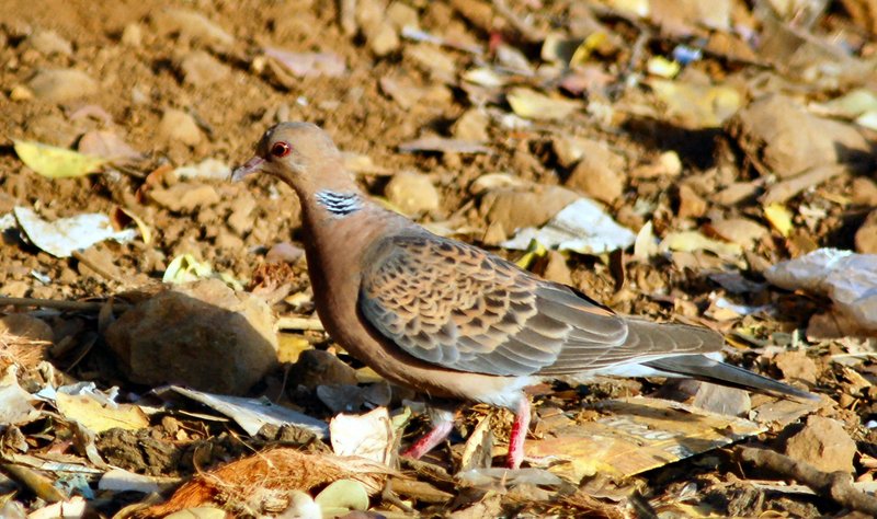 Oriental Turtle Dove (Streptopelia orientalis) - Wiki; DISPLAY FULL IMAGE.