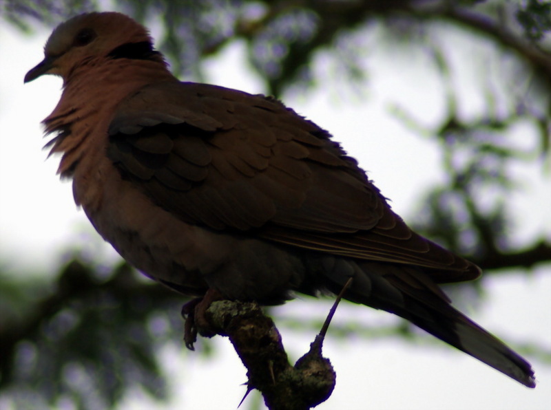 Red-eyed Dove (Streptopelia semitorquata) - Wiki; DISPLAY FULL IMAGE.