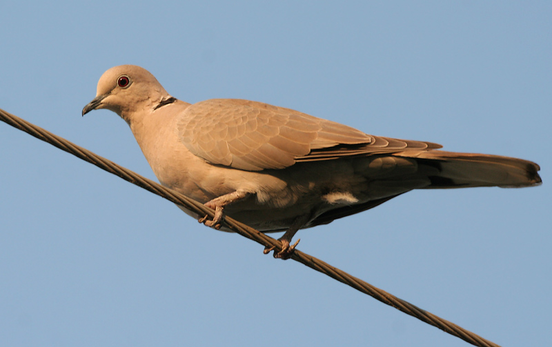 Red Collared Dove (Streptopelia tranquebarica) female; DISPLAY FULL IMAGE.