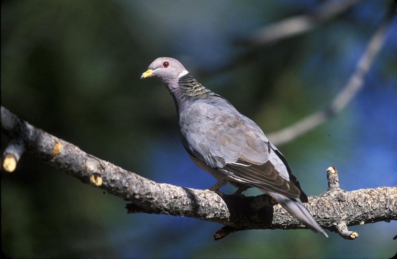 Band-tailed Pigeon (Patagioenas fasciata) - Wiki; DISPLAY FULL IMAGE.