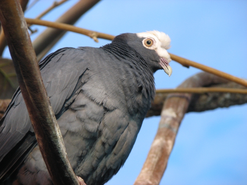 White-crowned Pigeon (Patagioenas leucocephala) - Wiki; DISPLAY FULL IMAGE.