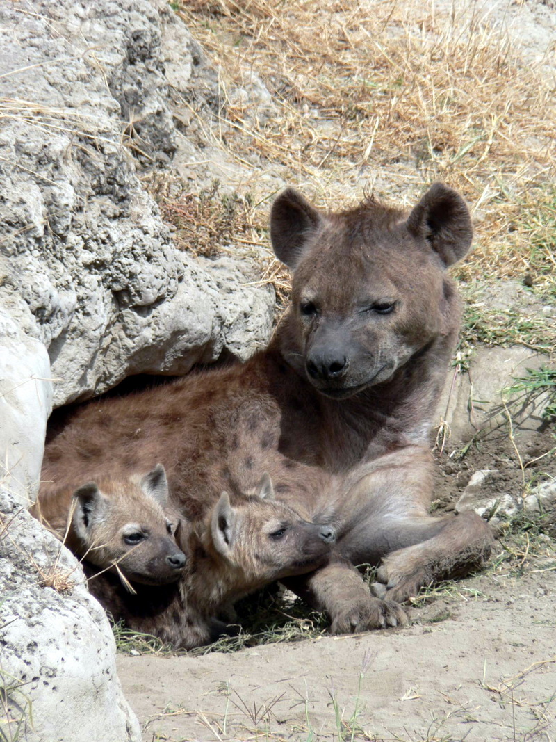 Hyena (Family: Hyaenidae) - Wiki; DISPLAY FULL IMAGE.