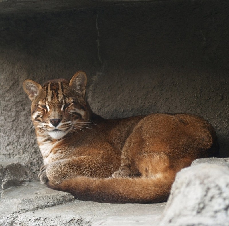 Asian Golden Cat (Pardofelis temminckii) - Wiki; DISPLAY FULL IMAGE.