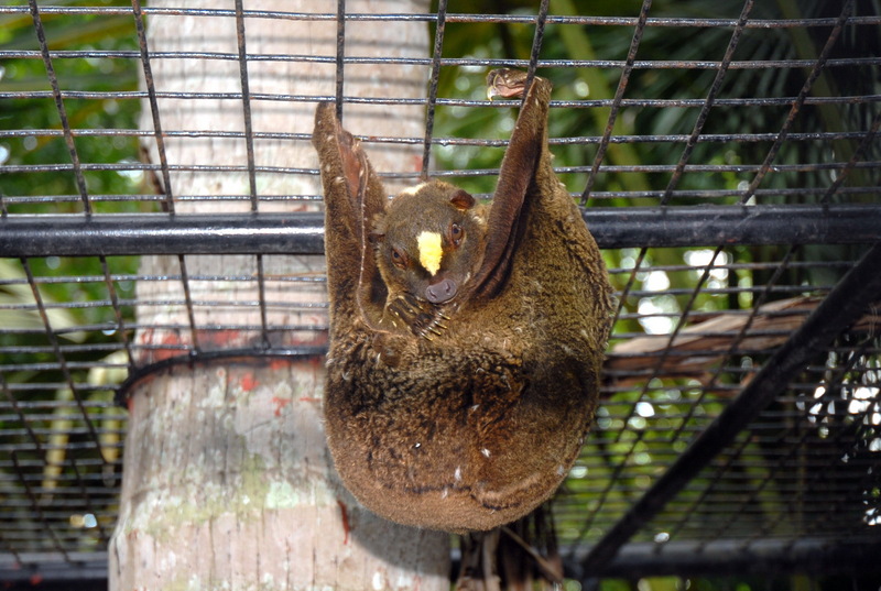 Philippine Flying Lemur (Cynocephalus volans) - Wiki; DISPLAY FULL IMAGE.