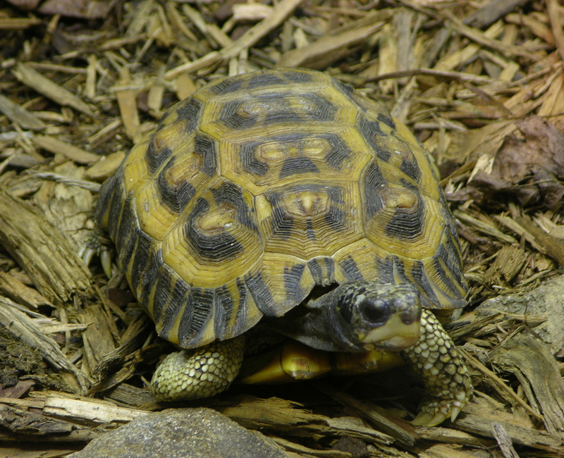 Flat-backed Spider Tortoise (Pyxis planicauda) - Wiki; DISPLAY FULL IMAGE.