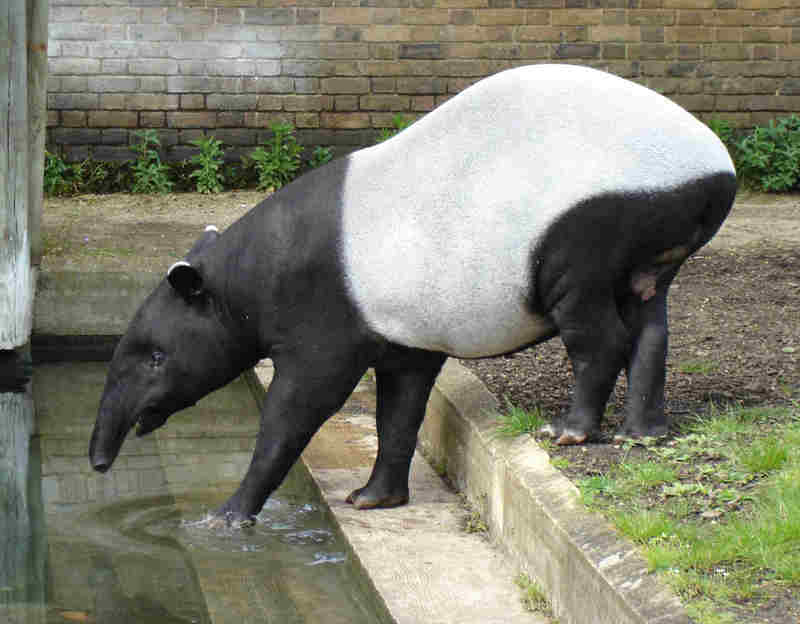 Malayan Tapir (Tapirus indicus) - Wiki; DISPLAY FULL IMAGE.