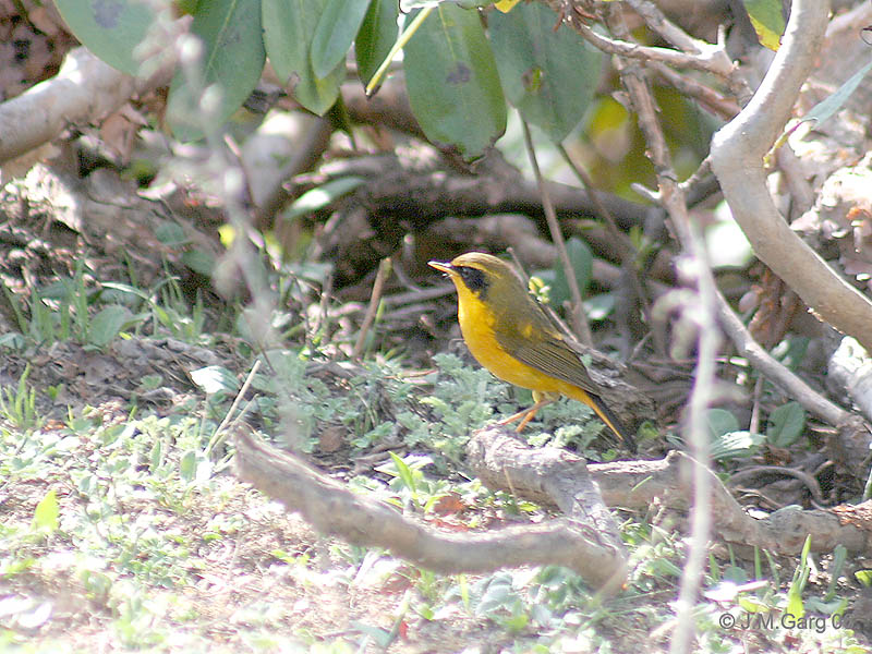 Golden Bush-robin (Tarsiger chrysaeus) male; DISPLAY FULL IMAGE.