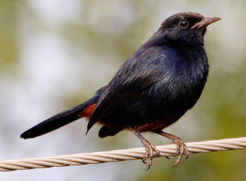 Indian Robin (Saxicoloides fulicata) - Wiki; DISPLAY FULL IMAGE.