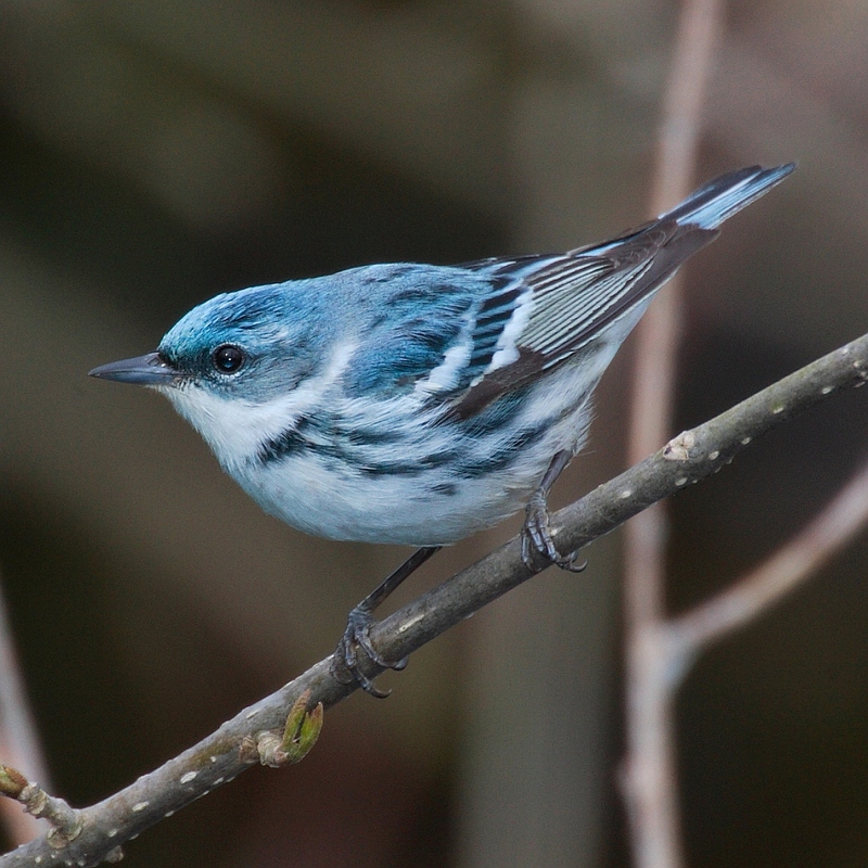 Cerulean Warbler (Dendroica cerulea) - Wiki; DISPLAY FULL IMAGE.