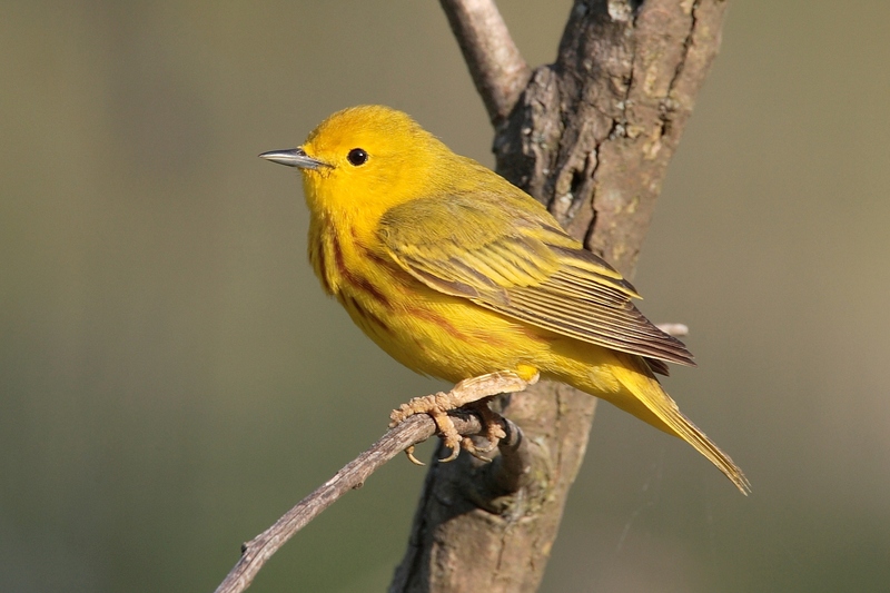 Yellow Warbler (Dendroica petechia) - Wiki; DISPLAY FULL IMAGE.