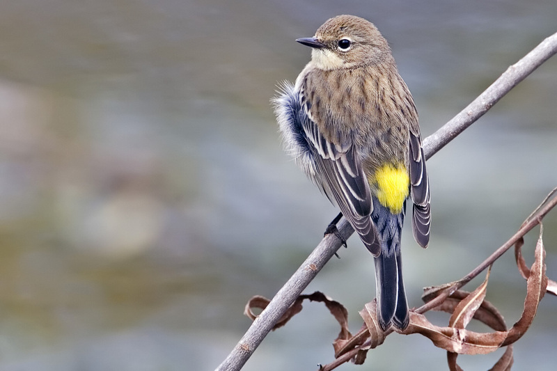 Yellow-rumped Warbler (Dendroica coronata) - Wiki; DISPLAY FULL IMAGE.