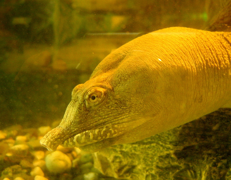 Chinese Soft-shelled Turtle (Pelodiscus sinensis) - Wiki; DISPLAY FULL IMAGE.